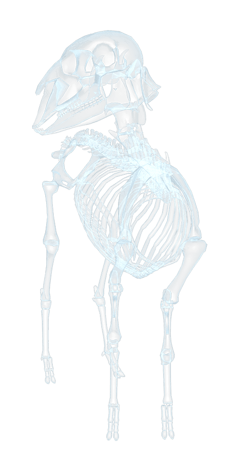 Czarna Owca X-ray